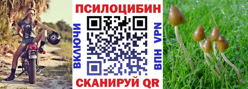 Псилоцибиновые грибы Psilocybe  Владикавказ 