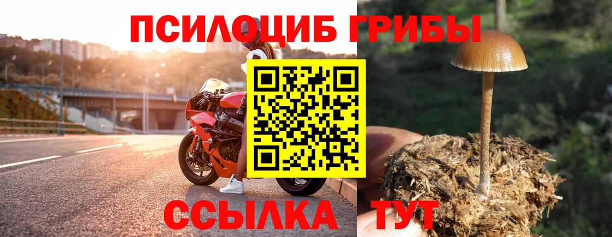 Псилоцибиновые грибы GOLDEN TEACHER  Владикавказ  Псилоцибиновые грибы Cubensis 